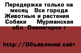 Передержка только на месяц - Все города Животные и растения » Собаки   . Мурманская обл.,Оленегорск г.